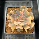 Echeveria 'Cubic Frost' Variegated 3" Succulent Plant Cutting