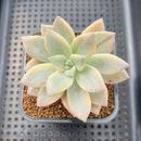 Graptopetalum 'Paraguayense' Variegated 2" Succulent Plant Cutting