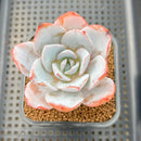 Echeveria 'White Lotus' 2"-3" Succulent Plant Cutting