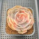 Echeveria 'Pollux' Variegated 2"-3" Succulent Plant Cutting