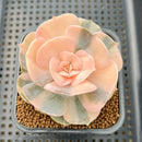 Echeveria 'Pollux' Variegated 2"-3" Succulent Plant Cutting