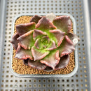 Echeveria 'Super Bowl' 2" Succulent Plant Cutting