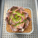 Echeveria 'Super Bowl' 2" Succulent Plant Cutting