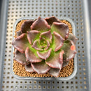 Echeveria 'Super Bowl' 2" Succulent Plant Cutting