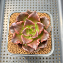 Echeveria 'Super Bowl' 2" Succulent Plant Cutting