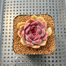 Echeveria 'Ellin' 2" Succulent Plant Cutting