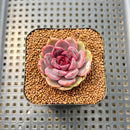 Echeveria 'Ellin' 2" Succulent Plant Cutting