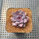 Echeveria 'Purple Sea-Urchin' 2" Succulent Plant Cutting