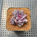 Echeveria 'Purple Sea-Urchin' 2" Succulent Plant Cutting