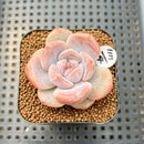 Echeveria 'Fairy of the Moon' 2" New Hybrid Succulent Plant Cutting
