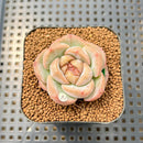 Echeveria 'Love Me' New Hybrid 2" Succulent Plant Cutting