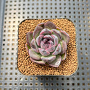 Echeveria 'Black Bear' 2" Succulent Plant Cutting