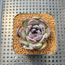 Echeveria 'Black Bear' 2" Succulent Plant Cutting