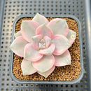 Graptopetalum 'Purple Delight' Variegated 2"-3" Succulent Plant Cutting