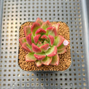 Echeveria 'Solid Purple' 2" Succulent Plant Cutting