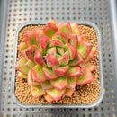 Echeveria 'Solid Purple' 2" Succulent Plant Cutting