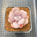 Graptopetalum 'Pink One' 2" Succulent Plant Cutting