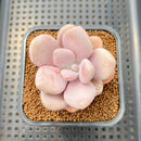 Graptopetalum 'Pink One' 2" Succulent Plant Cutting