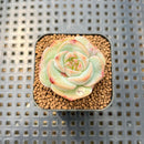 Echeveria 'Pink Rose' New Hybrid 1" Succulent Plant Cutting