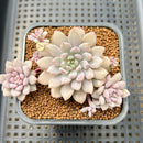 Echeveria 'Chrissy N Ryan' Variegated 2” Succulent Plant Cutting