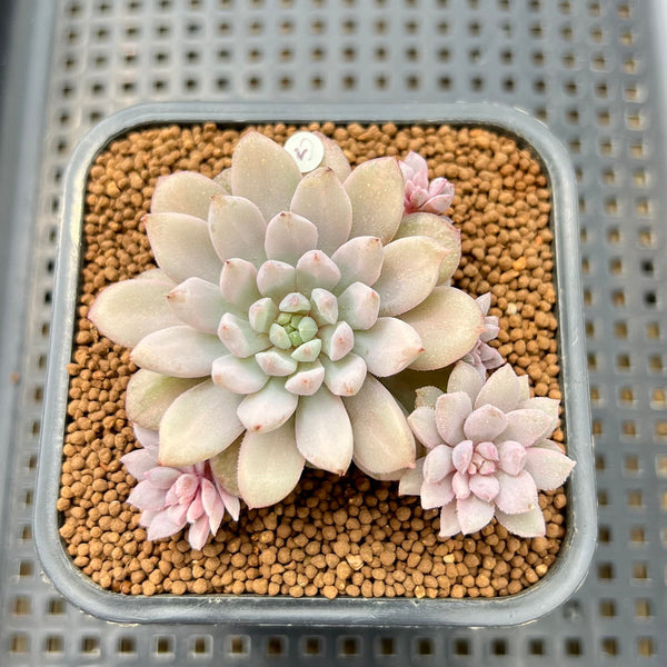 chrissy and ryan succulents Echeveria 'Chrissy N Ryan' Variegated 2” Succulent Plant Cutting – True Succulents Plant Co
