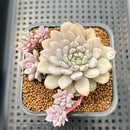 Echeveria 'Chrissy N Ryan' Variegated 2” Succulent Plant Cutting