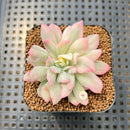 Echeveria 'Bradburiana' Unique Variegation 2" Succulent Plant Cutting