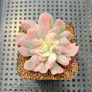 Echeveria 'Bradburiana' Unique Variegation 2" Succulent Plant Cutting