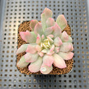 Echeveria 'Bradburiana' Unique Variegation 2" Succulent Plant Cutting