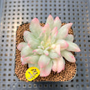 Echeveria 'Bradburiana' Unique Variegation 2" Succulent Plant Cutting