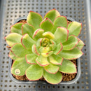Echeveria Agavoides 'Red Tip' Variegated 2" Succulent Plant Cutting