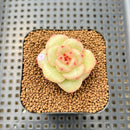 Echeveria 'Green Rose' New Hybrid 2" Succulent Plant Cutting