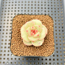 Echeveria 'Green Rose' New Hybrid 2" Succulent Plant Cutting