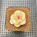 Echeveria 'Green Rose' New Hybrid 2" Succulent Plant Cutting