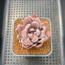Pachyveria 'Pointy Pink' 2"-3" Succulent Plant Cutting