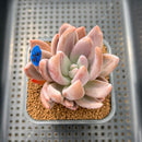 Pachyveria 'Pointy Pink' 2"-3" Succulent Plant Cutting