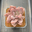Pachyveria 'Pointy Pink' 2"-3" Succulent Plant Cutting