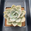 Echeveria sp. 4" Unique Grey Coloration Succulent Plant Cutting
