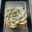 Echeveria sp. 4" Unique Grey Coloration Succulent Plant Cutting