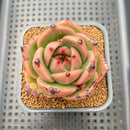 Echeveria Agavoides 'Kevin Kaiser' 2" Wide Leaf Clone Succulent Plant Cutting