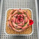 Echeveria Agavoides 'Kevin Kaiser' 2" Wide Leaf Clone Succulent Plant Cutting