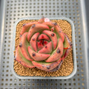 Echeveria Agavoides 'Kevin Kaiser' 2" Wide Leaf Clone Succulent Plant Cutting