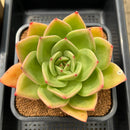 Echeveria Agavoides 'Ringo Star' 5" Large Succulent Plant Cutting