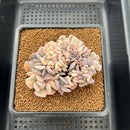 Echeveria 'Cubic Frost' Variegated Crested Cluster 3" Succulent Plant Cutting