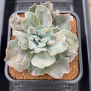 Echeveria 'White Speed Bump' 3"-4" Succulent Plant Cutting