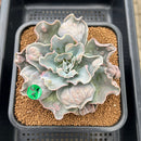 Echeveria 'White Speed Bump' 3"-4" Succulent Plant Cutting