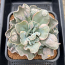 Echeveria 'White Speed Bump' 3"-4" Succulent Plant Cutting