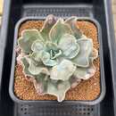 Echeveria 'White Speed Bump' 3"-4" Succulent Plant Cutting