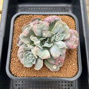 Echeveria 'White Speed Bump' 3"-4" Succulent Plant Cutting