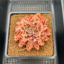 Graptoveria 'Starfire' 3" (Suculentia Original Hybrid) Succulent Plant Cutting